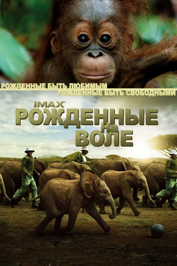 Рожденные на воле — постер